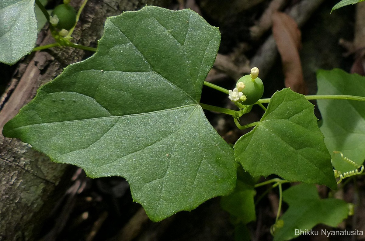 Zehneria maysorensis Arn.